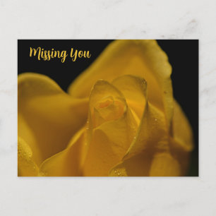 Elegant Single Yellow Rose Close Up Missing You Ho Holiday Postcard