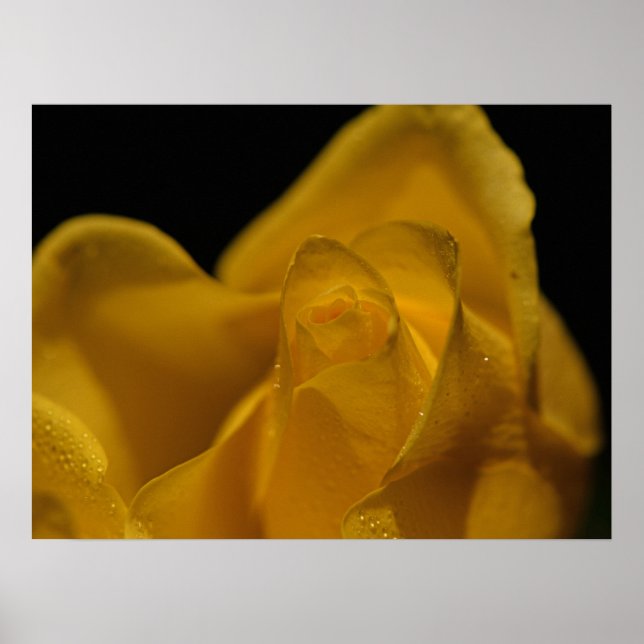 Elegant Single Yellow Rose Close Up Poster (Front)