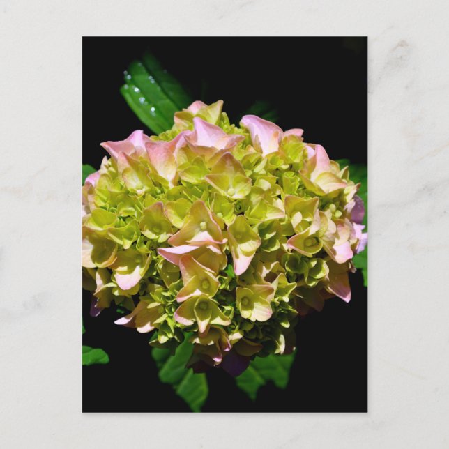 Elegant soft green pink floral hydrangeas postcard (Front)