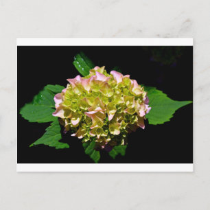 Elegant soft green pink floral hydrangeas postcard