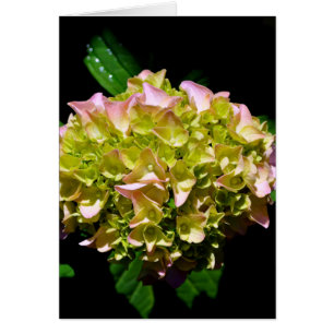 Elegant soft green pink green floral hydrangea