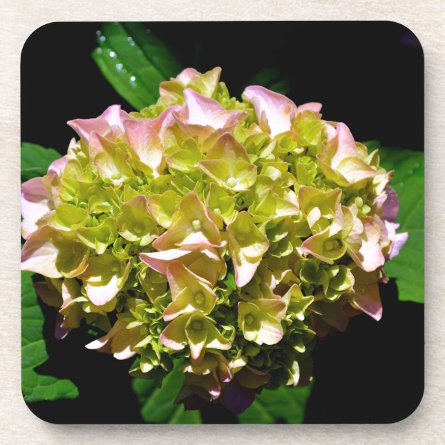 Elegant soft green pink green floral hydrangea coaster (Front)