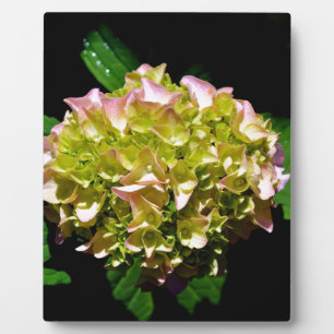 Elegant soft green pink green floral hydrangea plaque