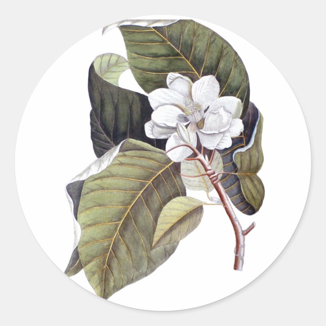 Elegant Southern White Magnolia Flower Classic Round Sticker (Front)
