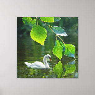 Elegant Summer Swan Canvas Print