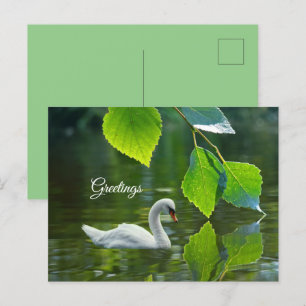 Elegant Summer Swan Postcard