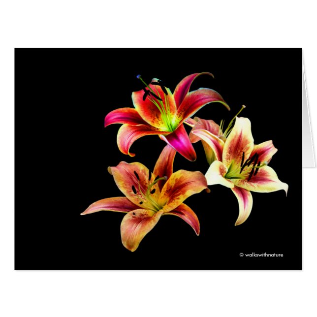 Elegant Trio of Yellow Pink Daylilies Floral (Front Horizontal)