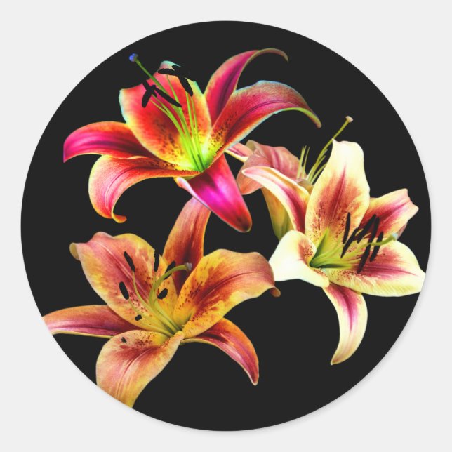 Elegant Trio of Yellow Pink Daylilies Floral Classic Round Sticker (Front)