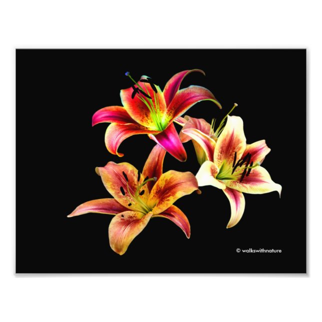 Elegant Trio of Yellow Pink Daylilies Floral Photo Print (Front)