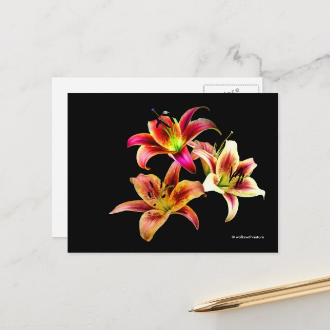 Elegant Trio of Yellow Pink Daylilies Floral Postcard (Front/Back In Situ)