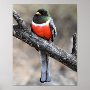 Elegant Trogon Poster
