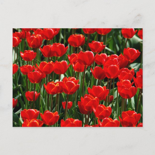 Elegant Tulip and Rose Floral Flowers Photography Holiday Postcard (Front)
