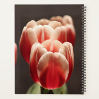 Elegant Tulip and Rose Floral Flowers Photography