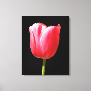 Elegant Tulip Bloom Canvas Print