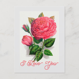 Elegant Vintage Anna de Diesbach Rose I Love You Postcard