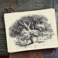 Elegant Vintage Black White Big Sycamore Tree