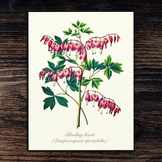 Elegant Vintage Botanical Bleeding Heart Flower Postcard (Creator Uploaded)