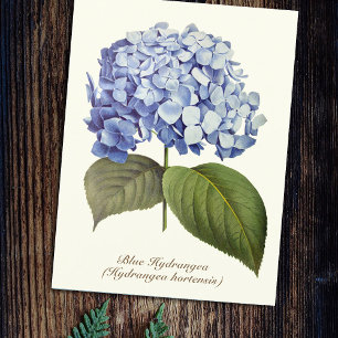 Elegant Vintage Botanical Blue Hydrangea Flower Postcard