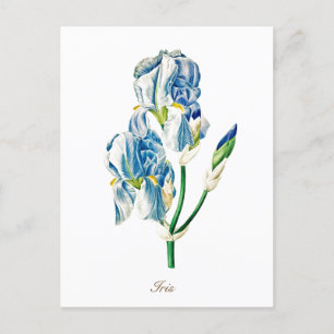 Elegant Vintage Botanical Blue Iris Flower Postcard