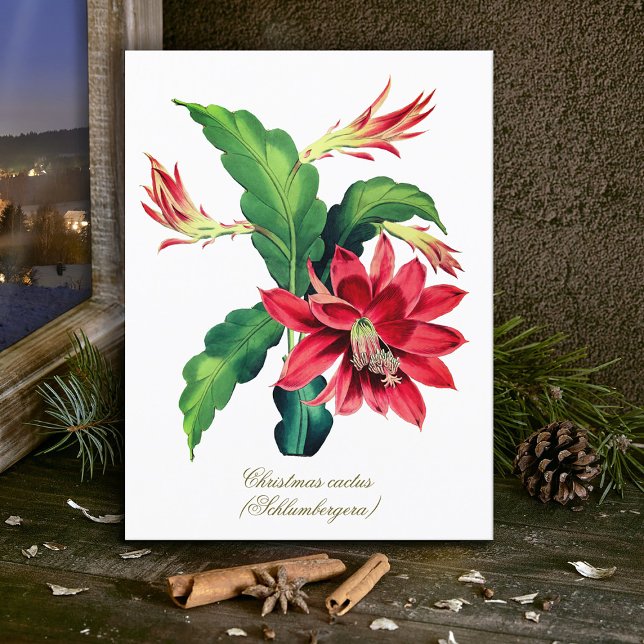 Elegant Vintage Botanical Christmas Cactus Flower Postcard (Creator Uploaded)