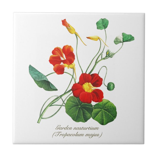 Elegant Vintage Botanical Flowers Nasturtium Tile (Front)
