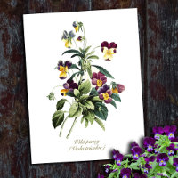 Elegant Vintage Botanical Flowers Pansy
