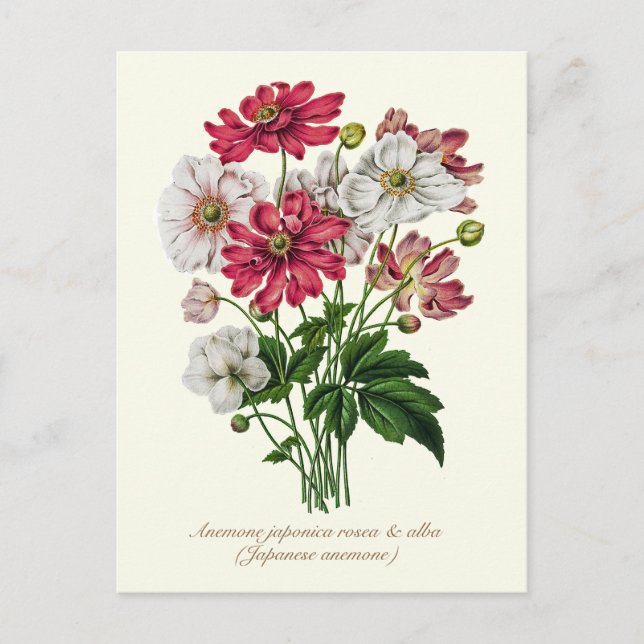 Elegant Vintage Botanical Japanese Anemone Postcard (Front)