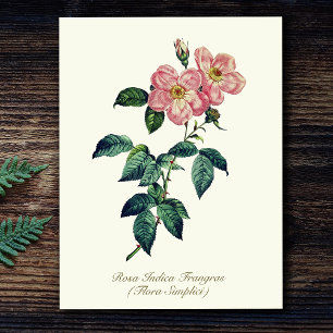 Elegant Vintage Botanical Pink White Simple Rose Postcard
