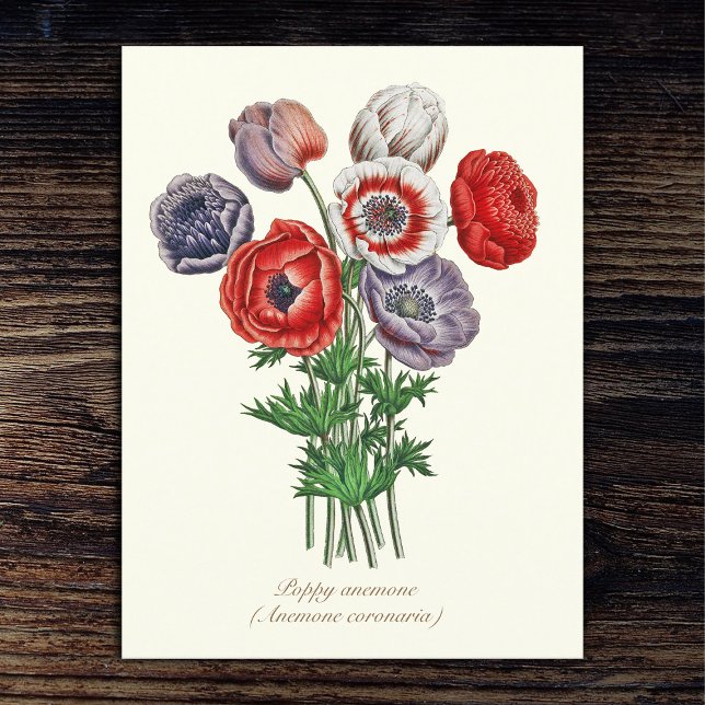 Elegant Vintage Botanical Poppy Anemone Postcard (Creator Uploaded)