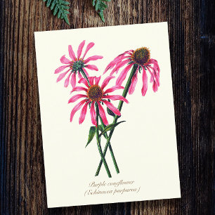 Elegant Vintage Botanical Purple Coneflower  Postcard