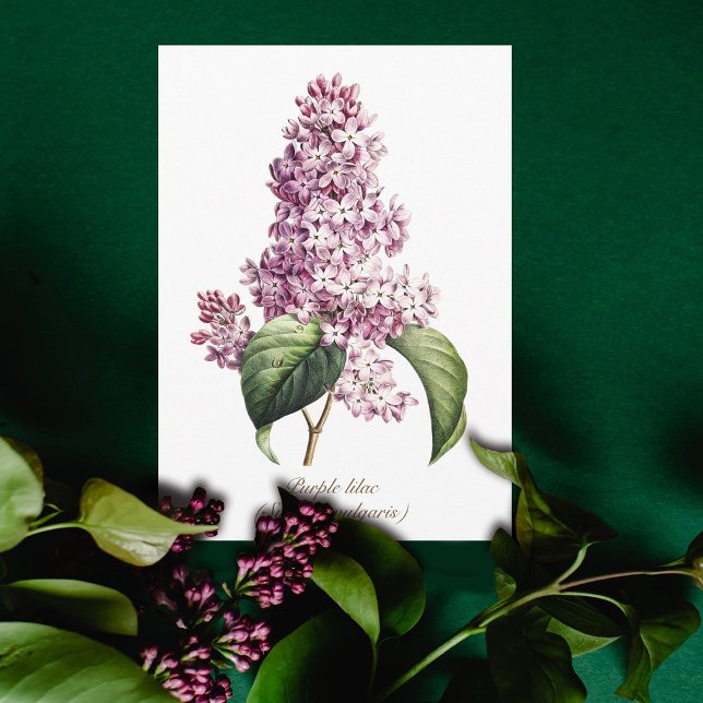 Elegant Vintage Botanical Purple Lilac Blossom Card (Creator Uploaded)