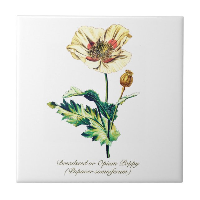 Elegant Vintage Botanical White Opium Poppy Flower Tile (Front)