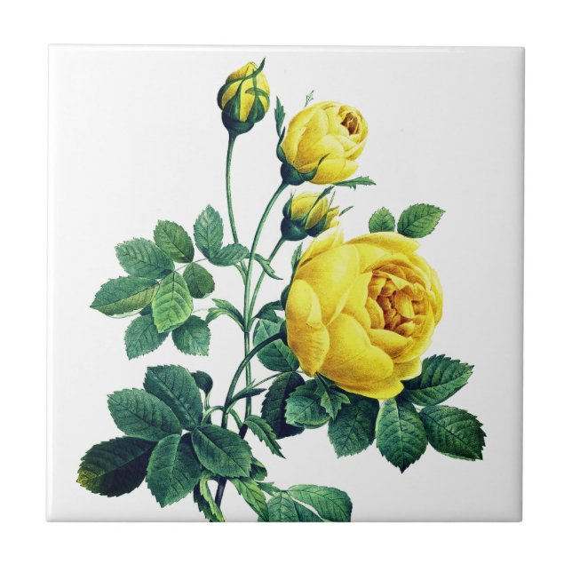 Elegant Vintage Botanical Yellow Rose Tile (Front)