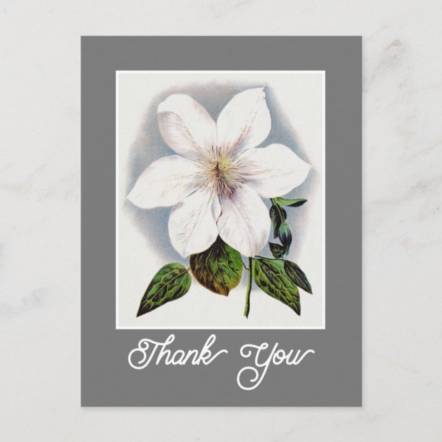 Elegant Vintage Clematis Henryi Flower Thank You Postcard (Front)