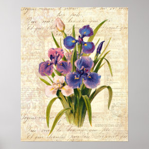 Elegant Vintage French Pink and Purple Irises Poster