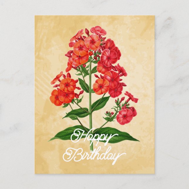 Elegant Vintage Hybrid Phlox Flower Happy Birthday Postcard (Front)