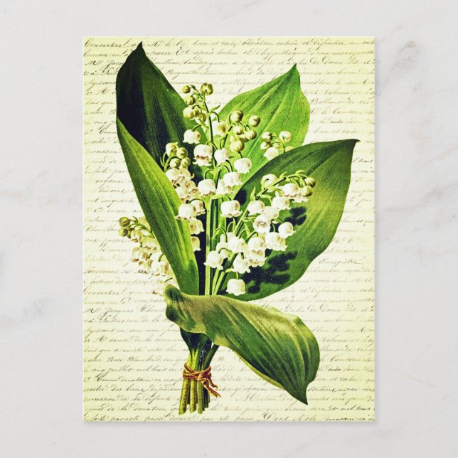 Elegant Vintage Lily of the valley Flowers Postcard (Front)
