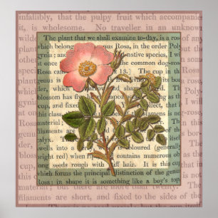 Elegant Vintage Pink Rose Antique Collage Poster