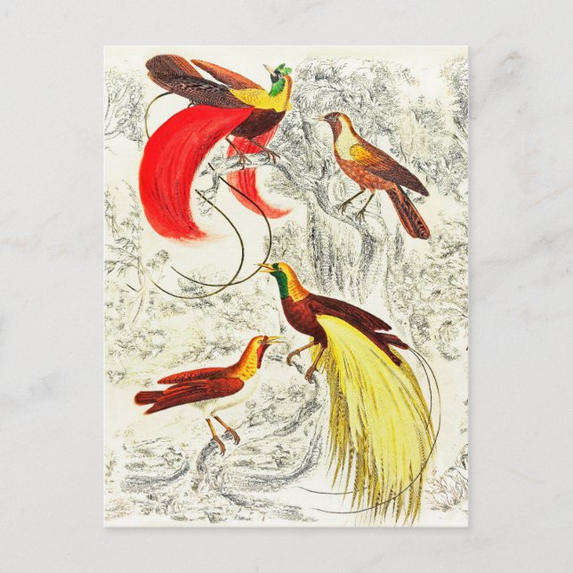 Elegant Vintage Tropical Birds Of Paradise Postcard (Front)