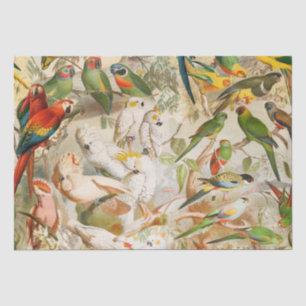 Elegant Vintage Tropical Birds Parrots Tissue Paper
