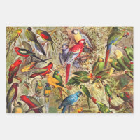 Elegant Vintage Tropical Birds Parrots