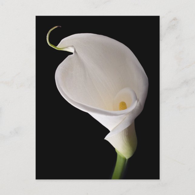 Elegant white calla lily postcard (Front)