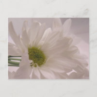 Elegant White Daisies