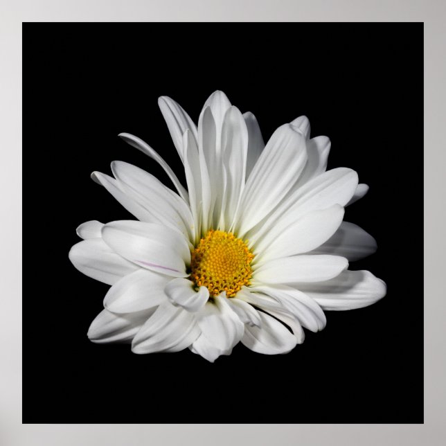 Elegant White Daisy Flower Poster (Front)