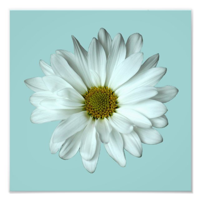 Elegant White Daisy Photo Print (Front)