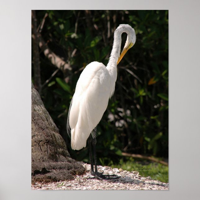 Elegant white Egret bird Poster (Front)