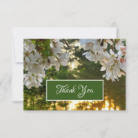 Elegant white floral tree buds sunrise 