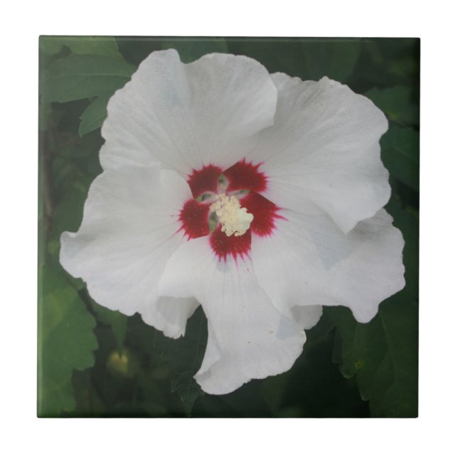 Elegant White Hibiscus Flower Photo Tile (Front)