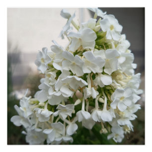 Elegant White Hydrangea Floral Poster Print   Bota