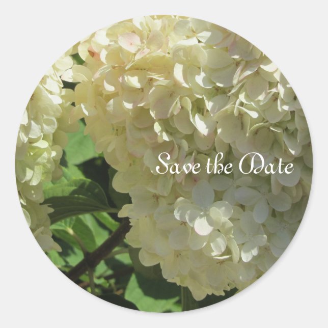 Elegant White Hydrangeas Classic Round Sticker (Front)